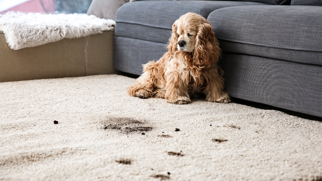 The Essential Guide to Deep Cleaning Carpets: Spring Edition