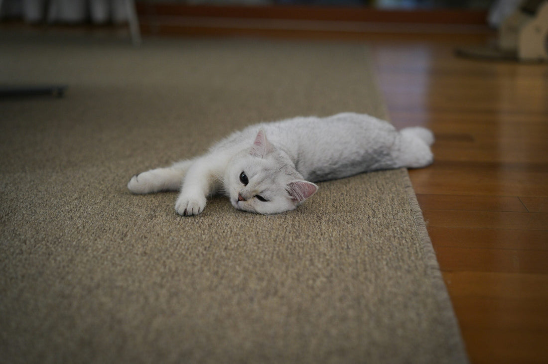 Is Your Floor Cleaner Safe for Pets? A Guide for Dog and Cat Owners